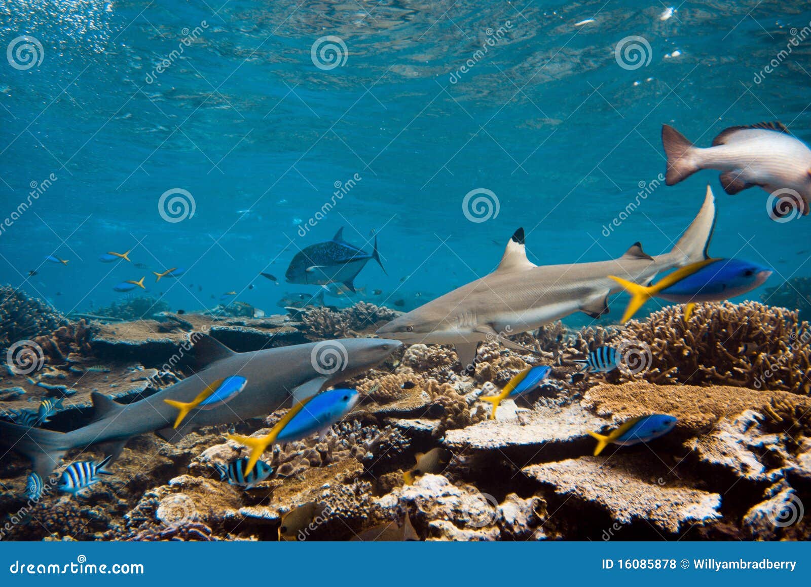 blacktip and whitetip sharks