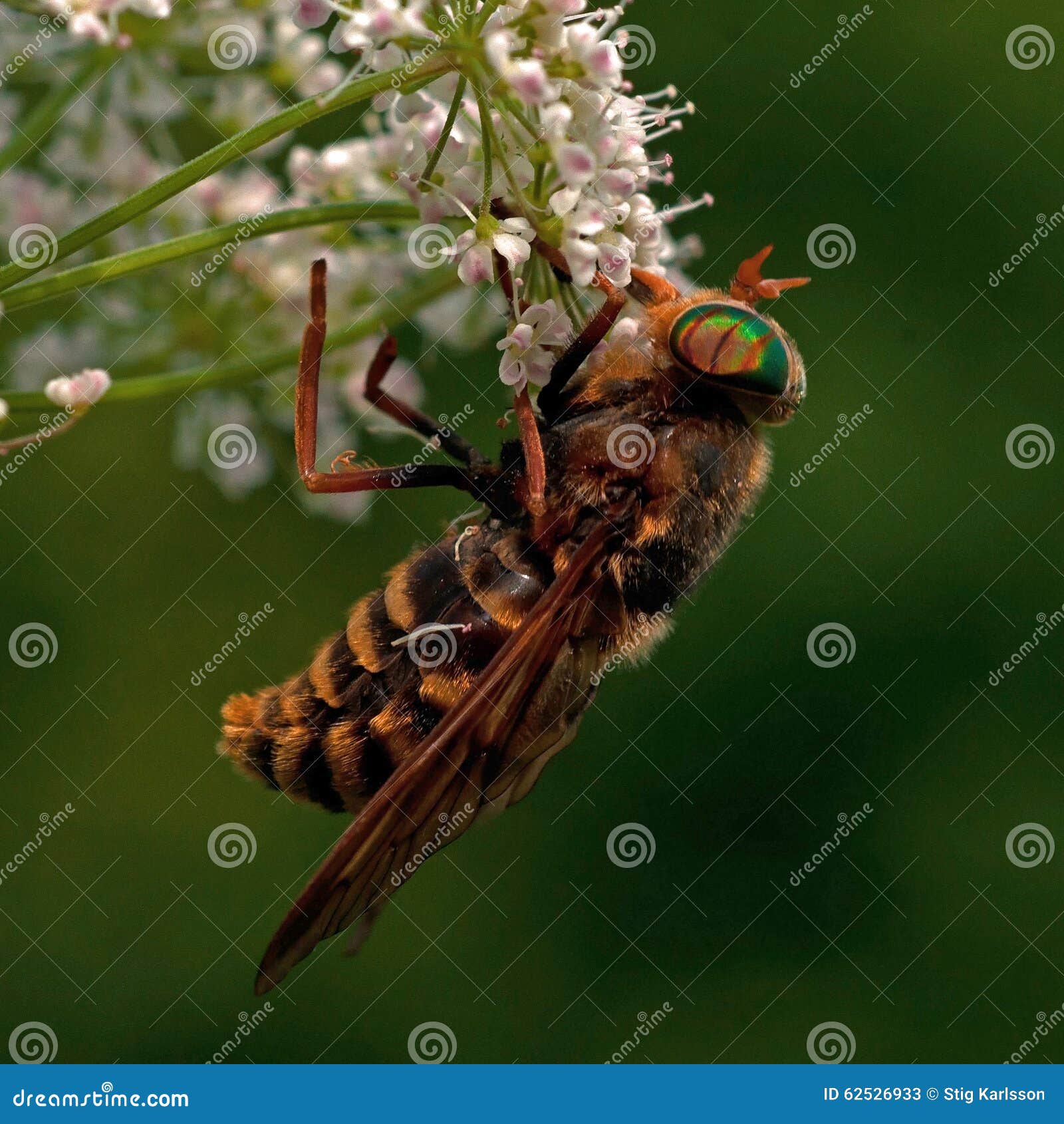 Blada gigantyczna komarnica, Tabanus bovinus w Białym kwiacie