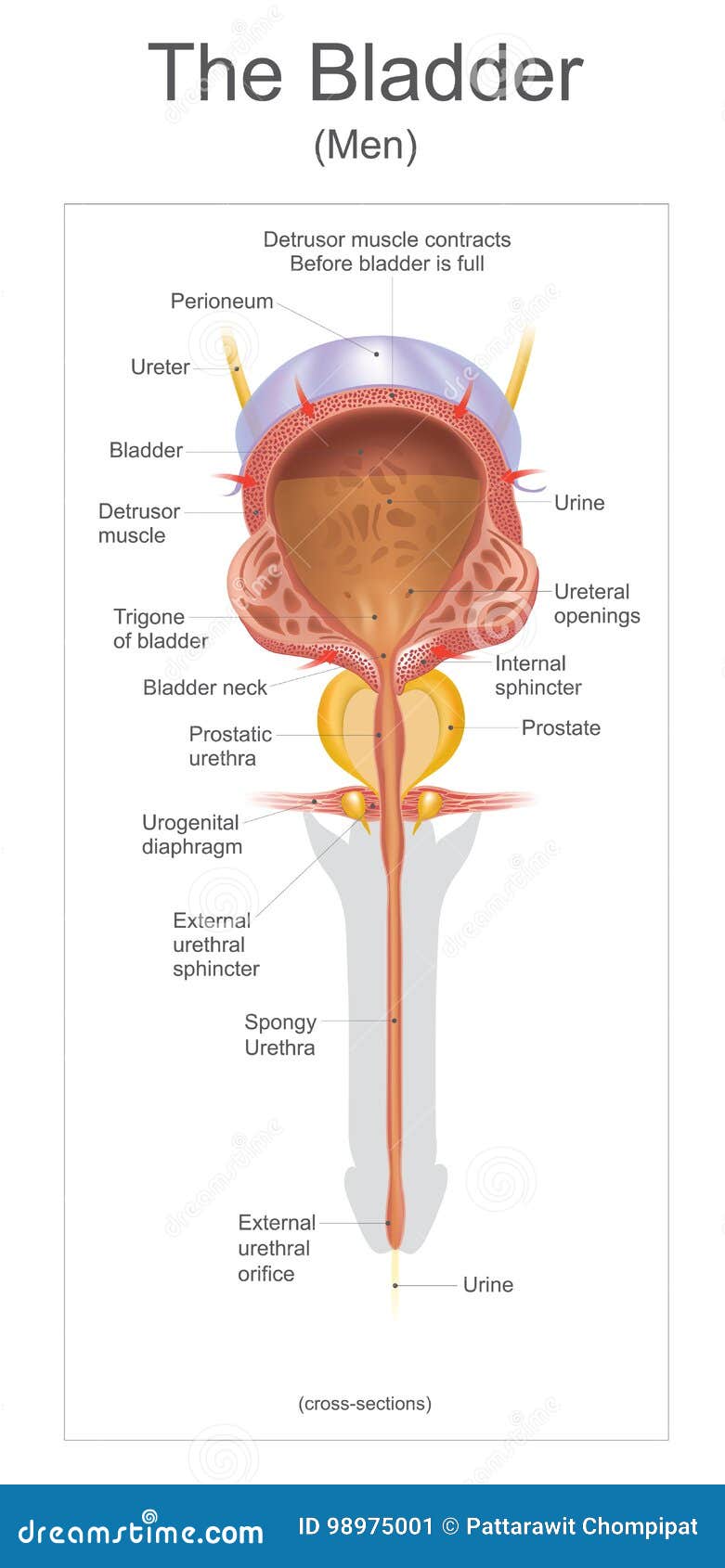 the bladder.