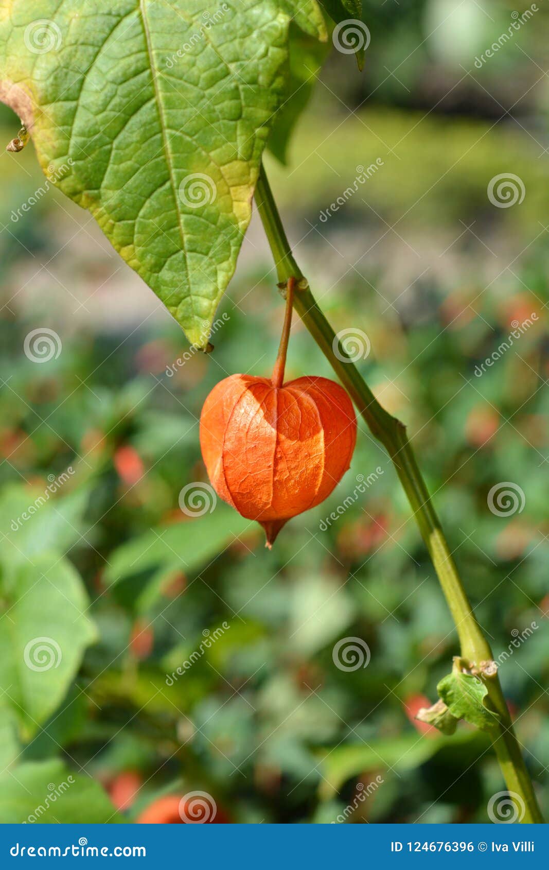 Bladder cherry stock photo. Image of gooseberry, plant 124676396