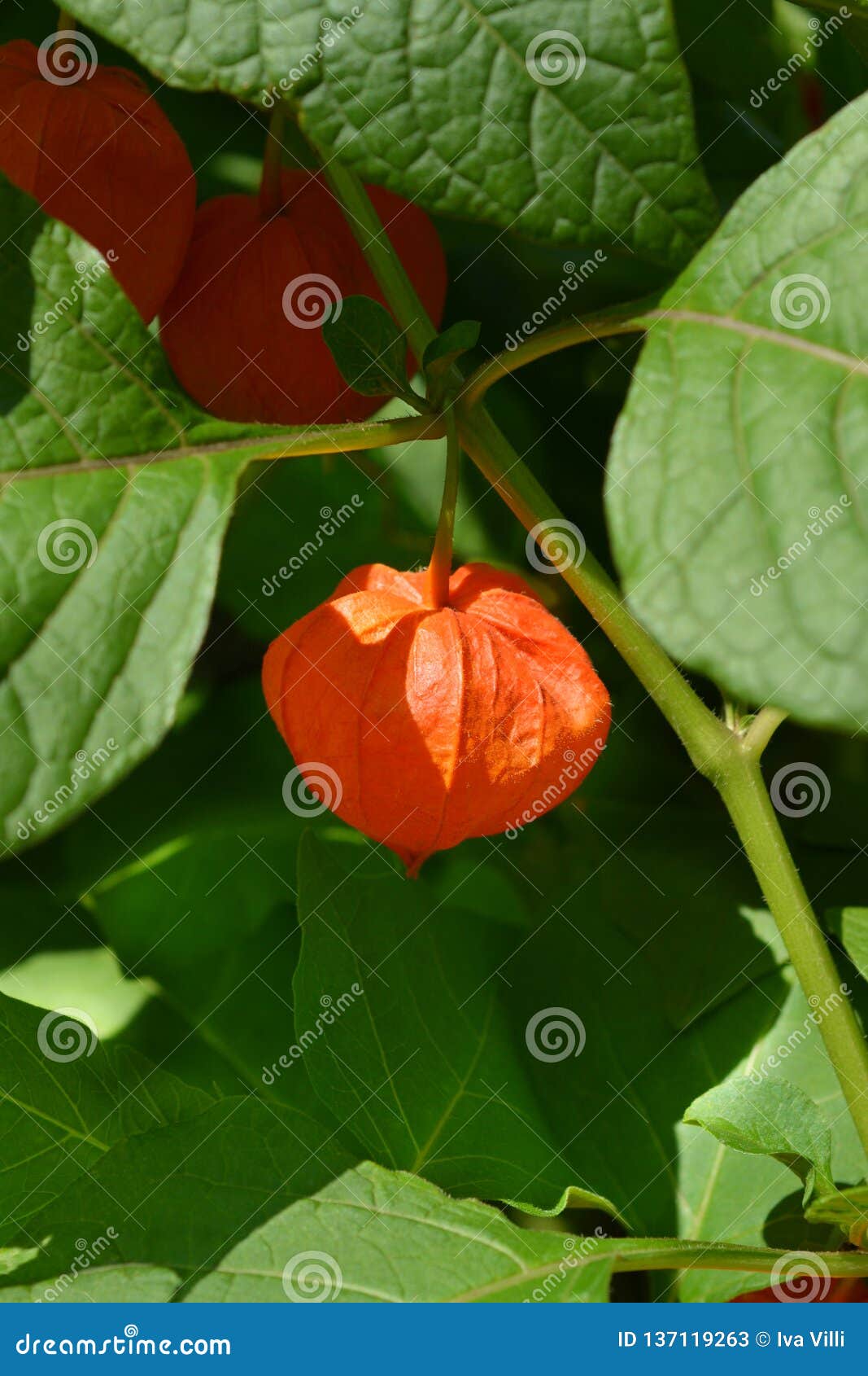 Bladder cherry stock image. Image of bladder, green 137119263