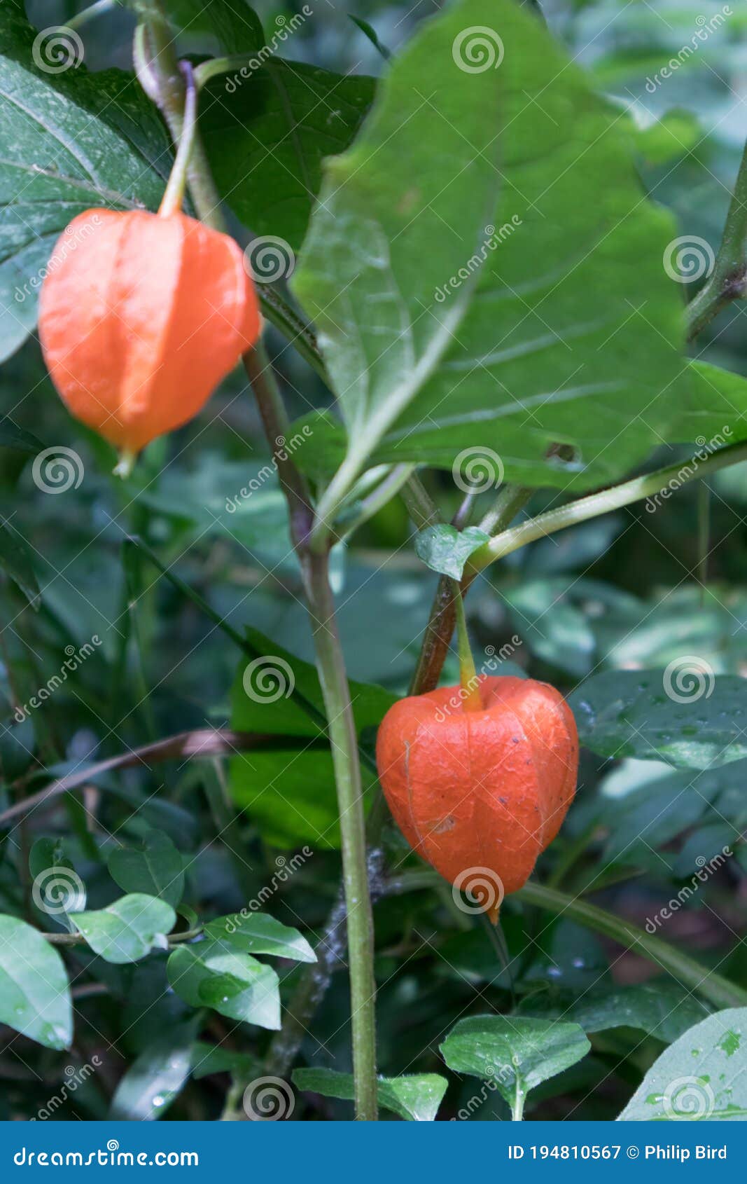 bladder cherry physalis alkekeng growing in torre de` roveri