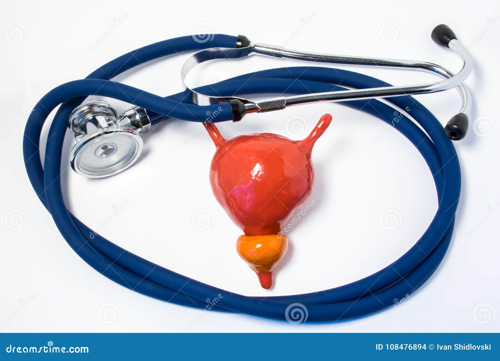 bladder and prostate care and protection. medical stethoscope folded into ring, surround bladder prostate, izing care, prote
