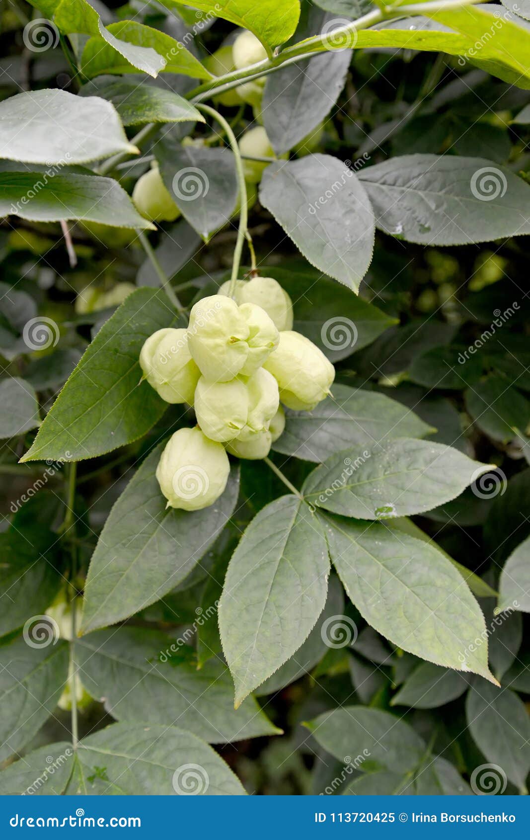 bladdernut plumose staphylea pinnata l., fruits and leaves