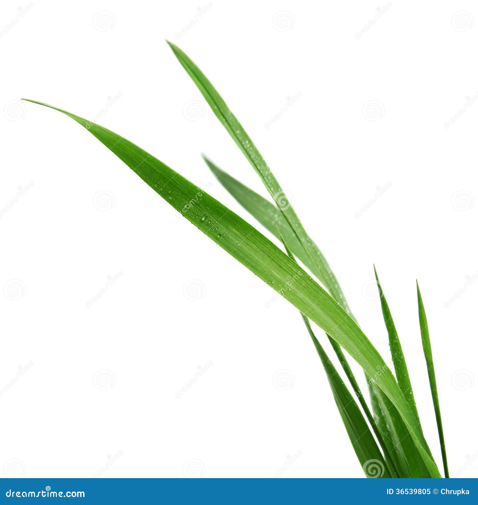 My Image 8