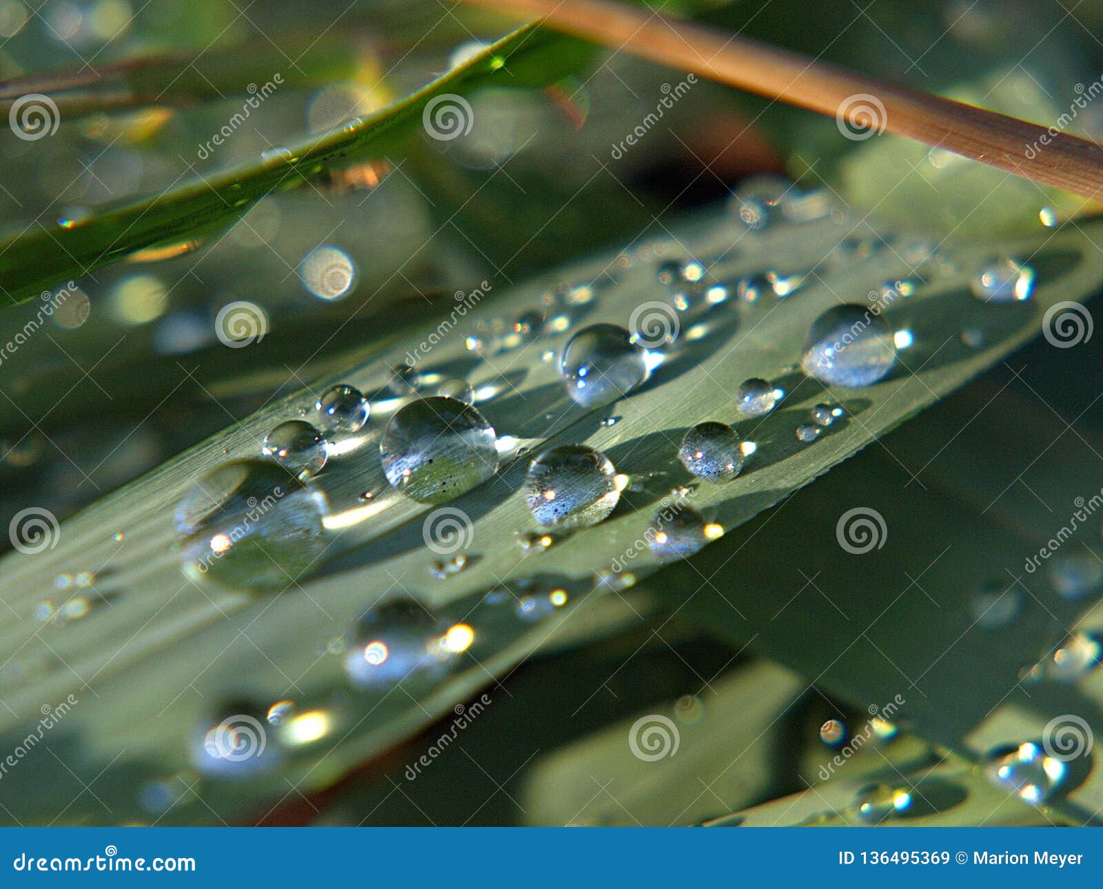 Macro of Blades of Grass with Water Drops Stock Image Image of plant