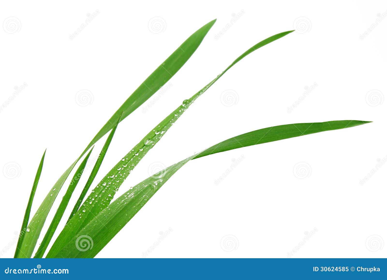 Blade of Grass on White Background Stock Image Image of bundle, farm