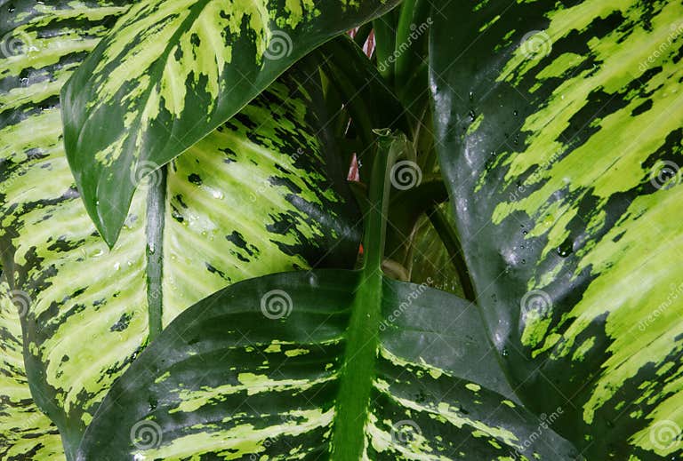 Blades in Den Verschiedenen Grünen Abstufungen Eines Dieffenbachia
