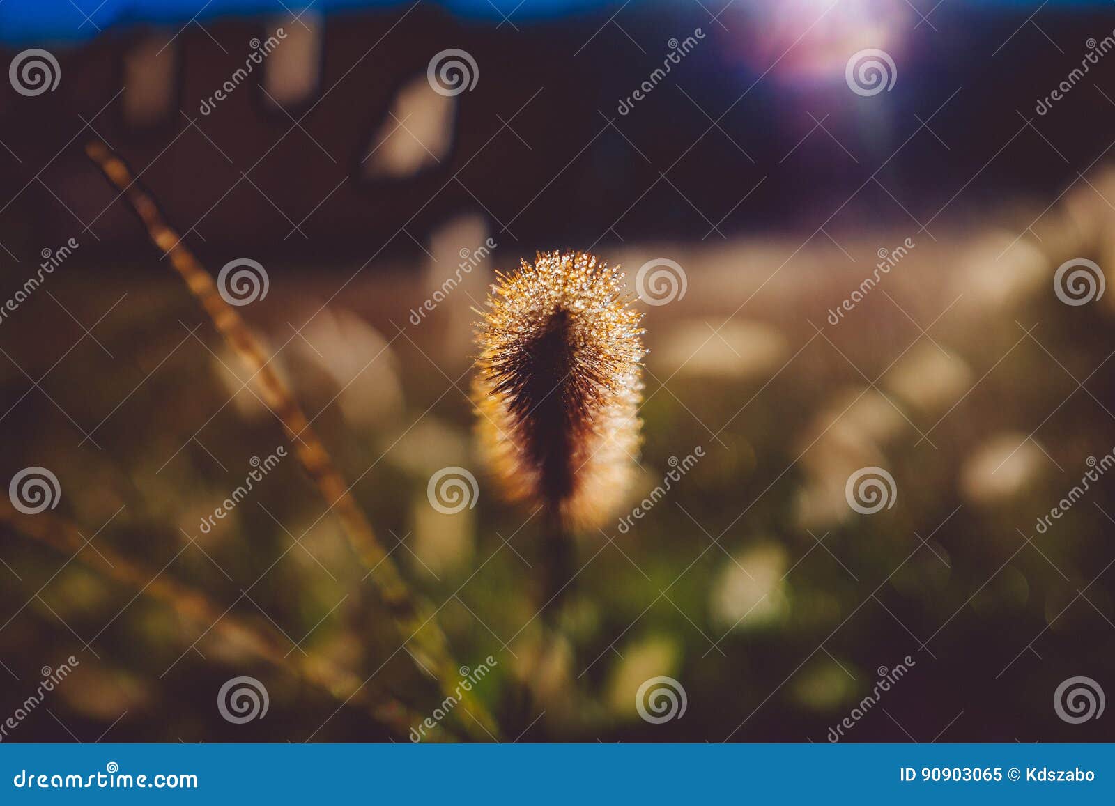 Blades of Grass in Morning Sun Stock Image Image of nature, meadow 90903065