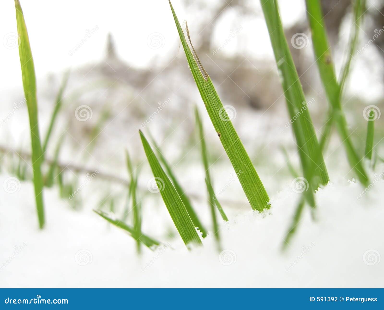 blades of grass in snow