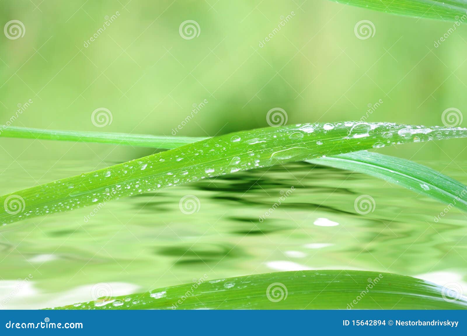 Blades of grass and water stock photo. Image of droplets 15642894