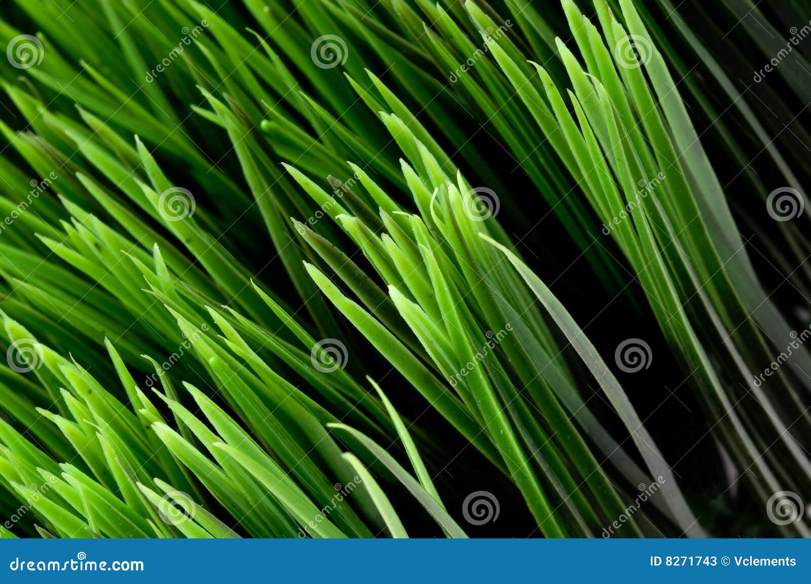 Blades of green grass stock image. Image of lawn, greenery 8271743