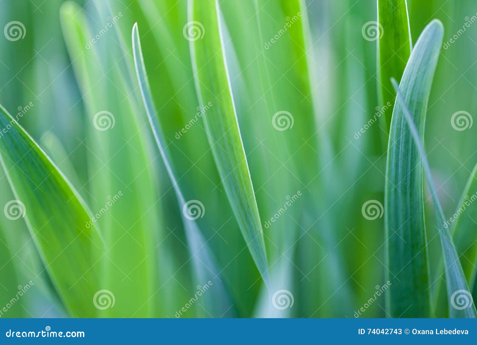 Blades of green grass stock image. Image of leaf, blade 74042743