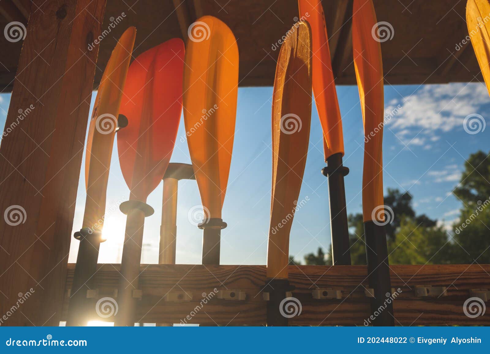 Blades of Paddles Various Colors , Paddling Concept Stock Photo Image