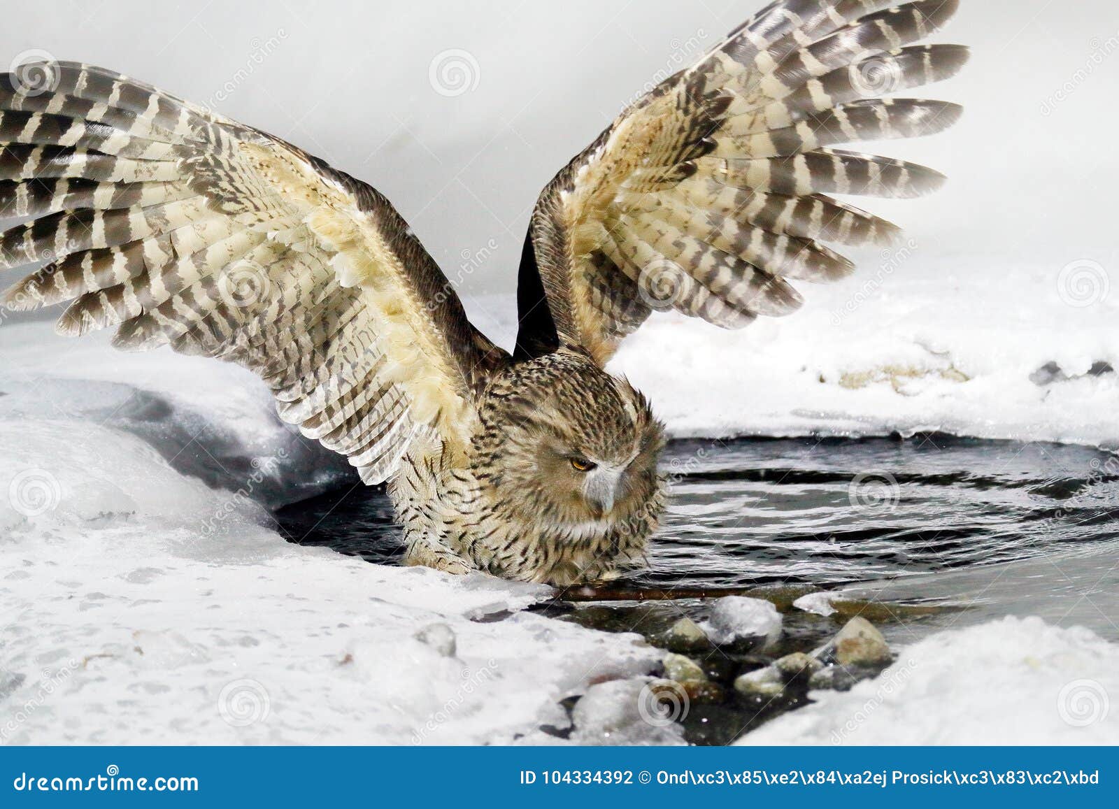 Blakiston`s Fish Owl, Bubo Blakistoni, Largest Living Species of Owl