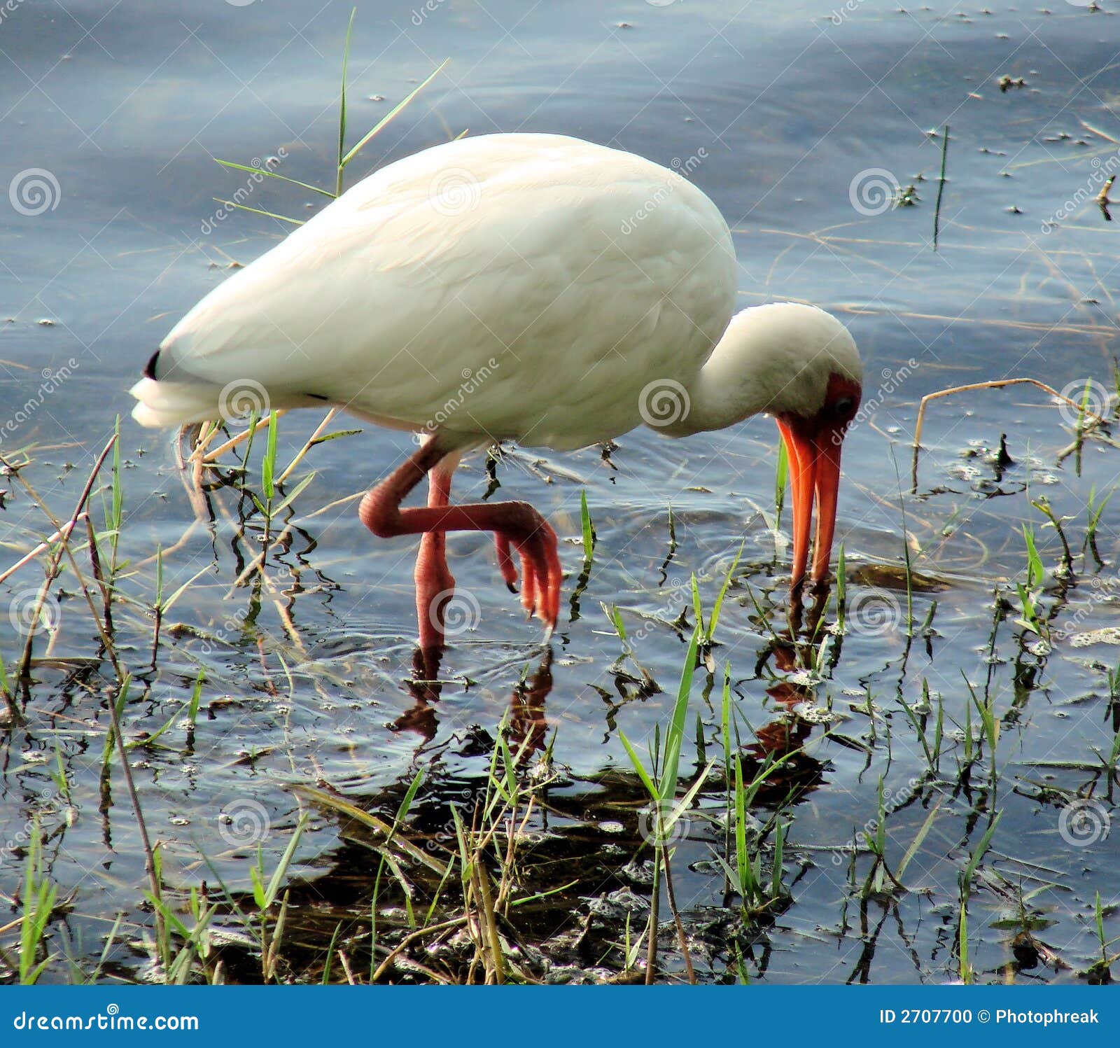 Blanc d'IBIS. Blanc alimentant de lac d'IBIS