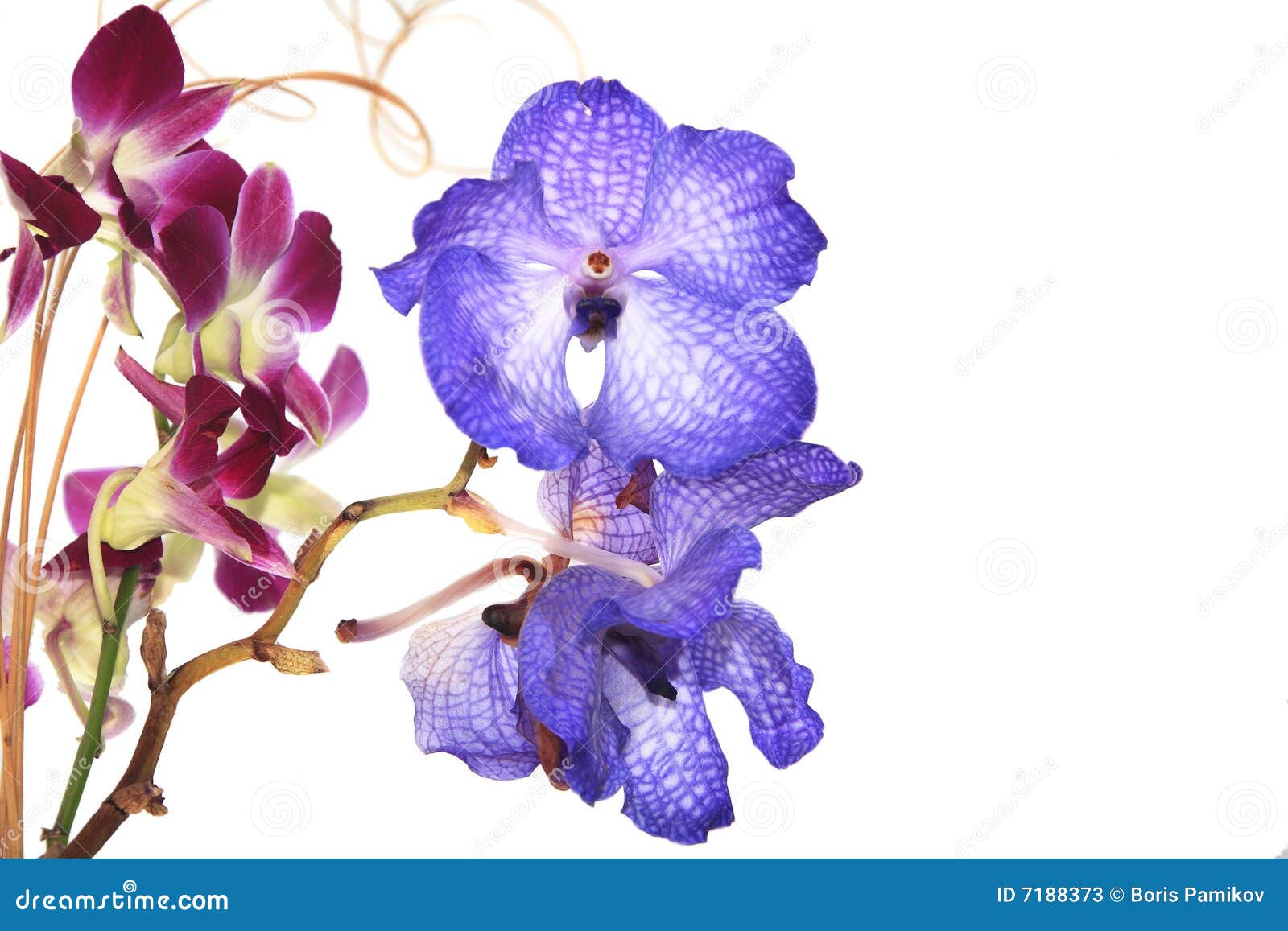 Blanc De Vanda D'orchidée Bleue Image stock - Image du isolement,  botanique: 7188373