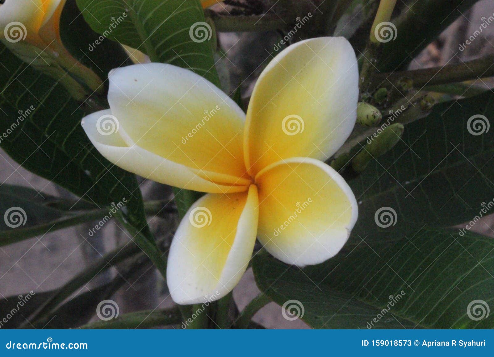 Blanc Et Jaune De Fleur Frangipanienne Aussi Connu Sous Le Nom De Plumeria  Ou De Cimetière Fleuri Dans Le Jardin Image stock - Image du jaune,  centrale: 159018573