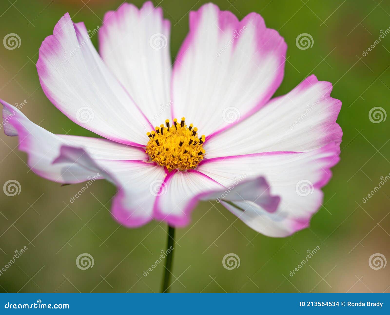 Blanc Et Rose Cosmos Fleur Macro Photo stock - Image du couleur, beau:  213564534