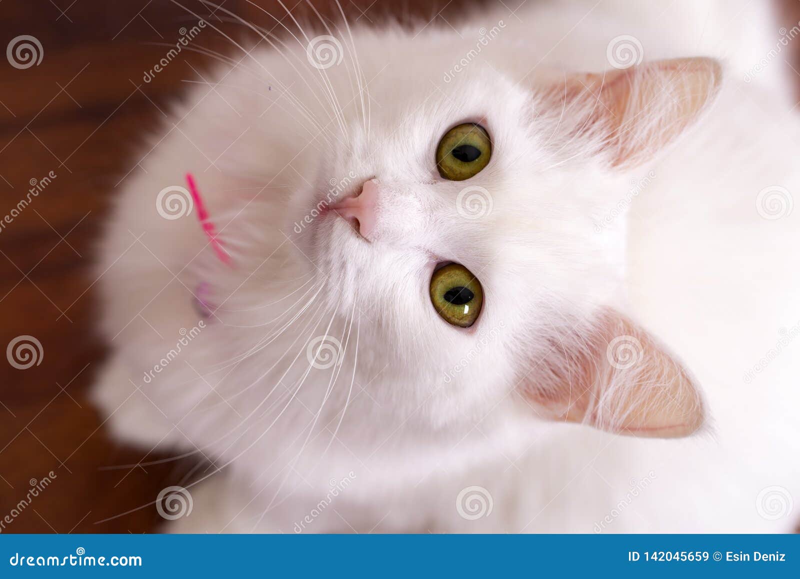 Blanc Mignon De Chat Chat Turc D Ankara Animal De Compagnie Image Stock Image Du Chaton Fourrure