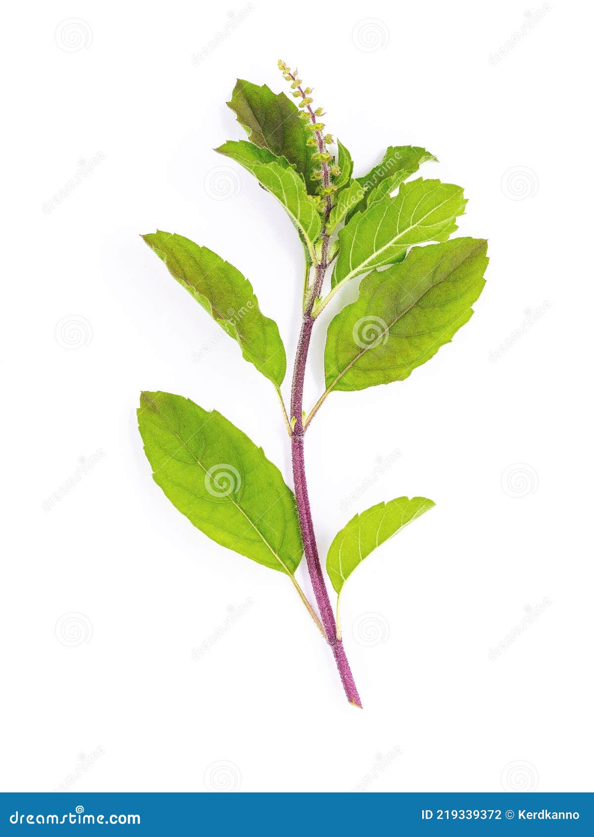 blanch of fresh holy basil leaves isolate on white background