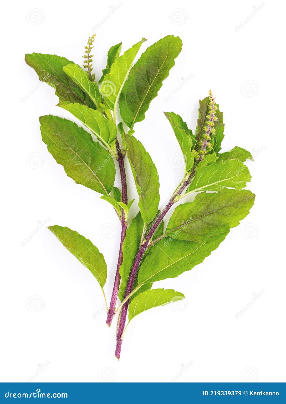 blanch of fresh holy basil leaves isolate on white background