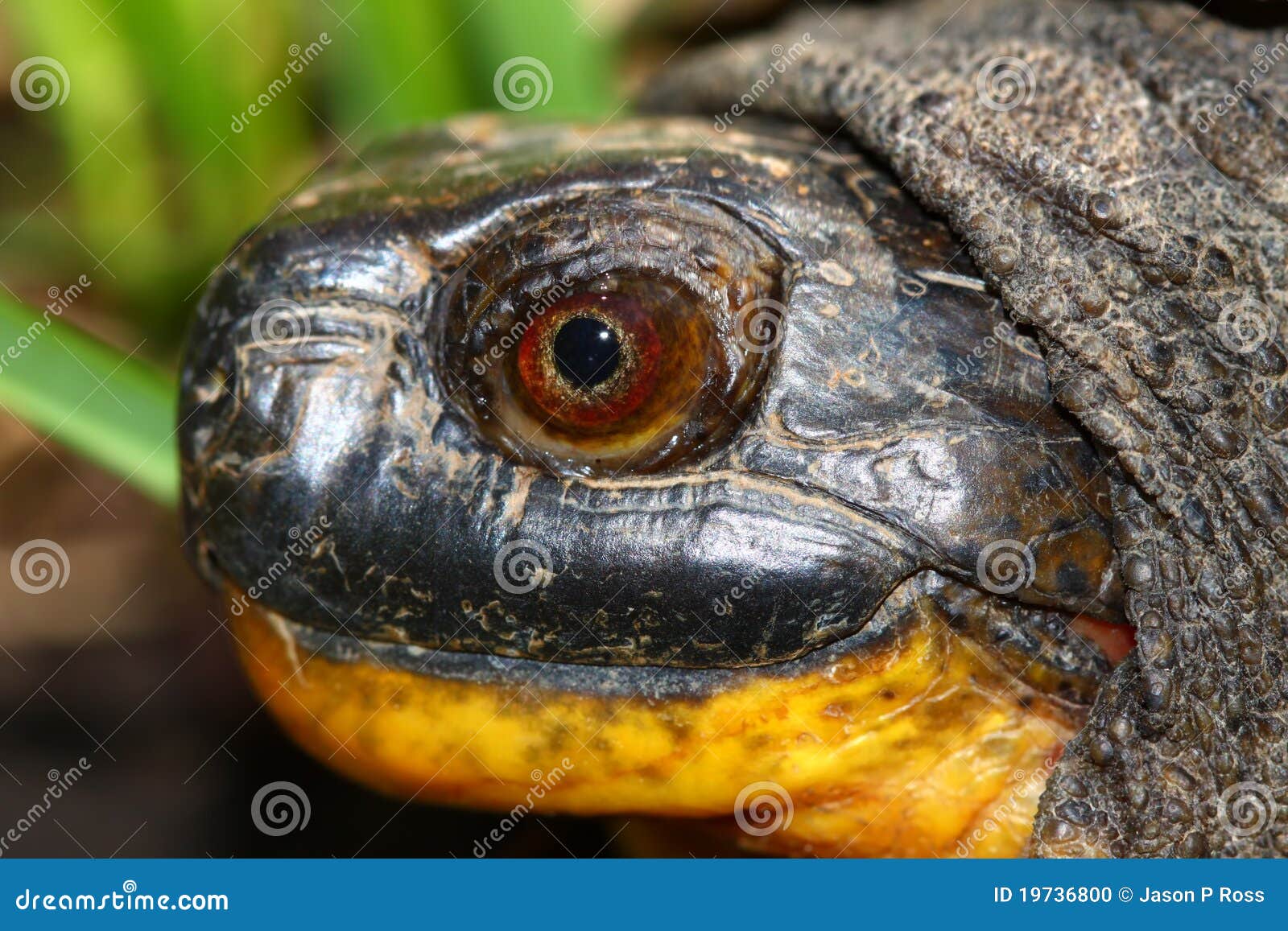 blandings turtle (emydoidea blandingii)