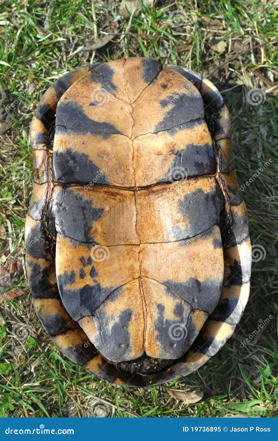 Blandings Turtle Plastron stock image. Image of biology 19736895
