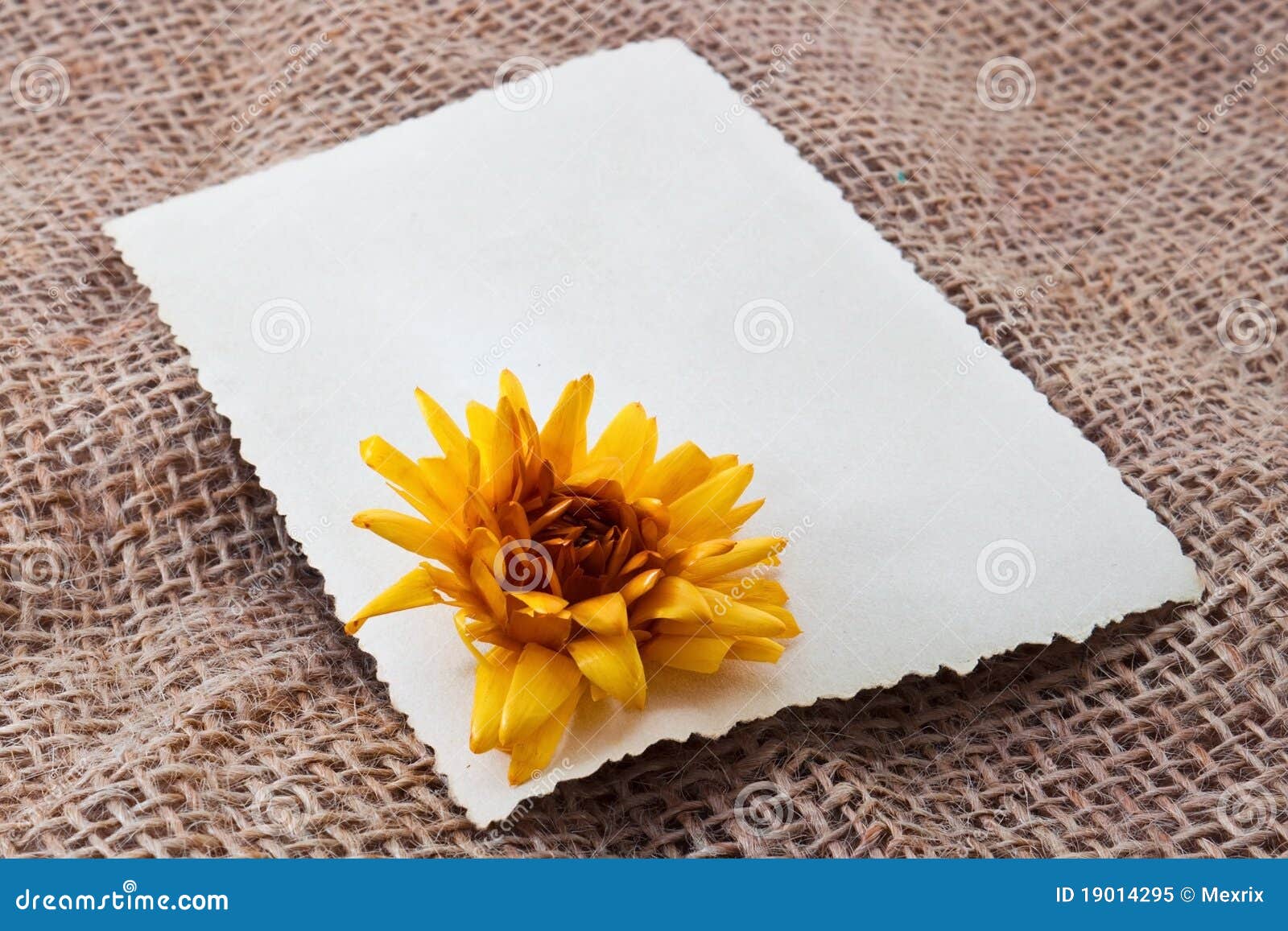 Blank card with flower stock image. Image of design, blank 19014295
