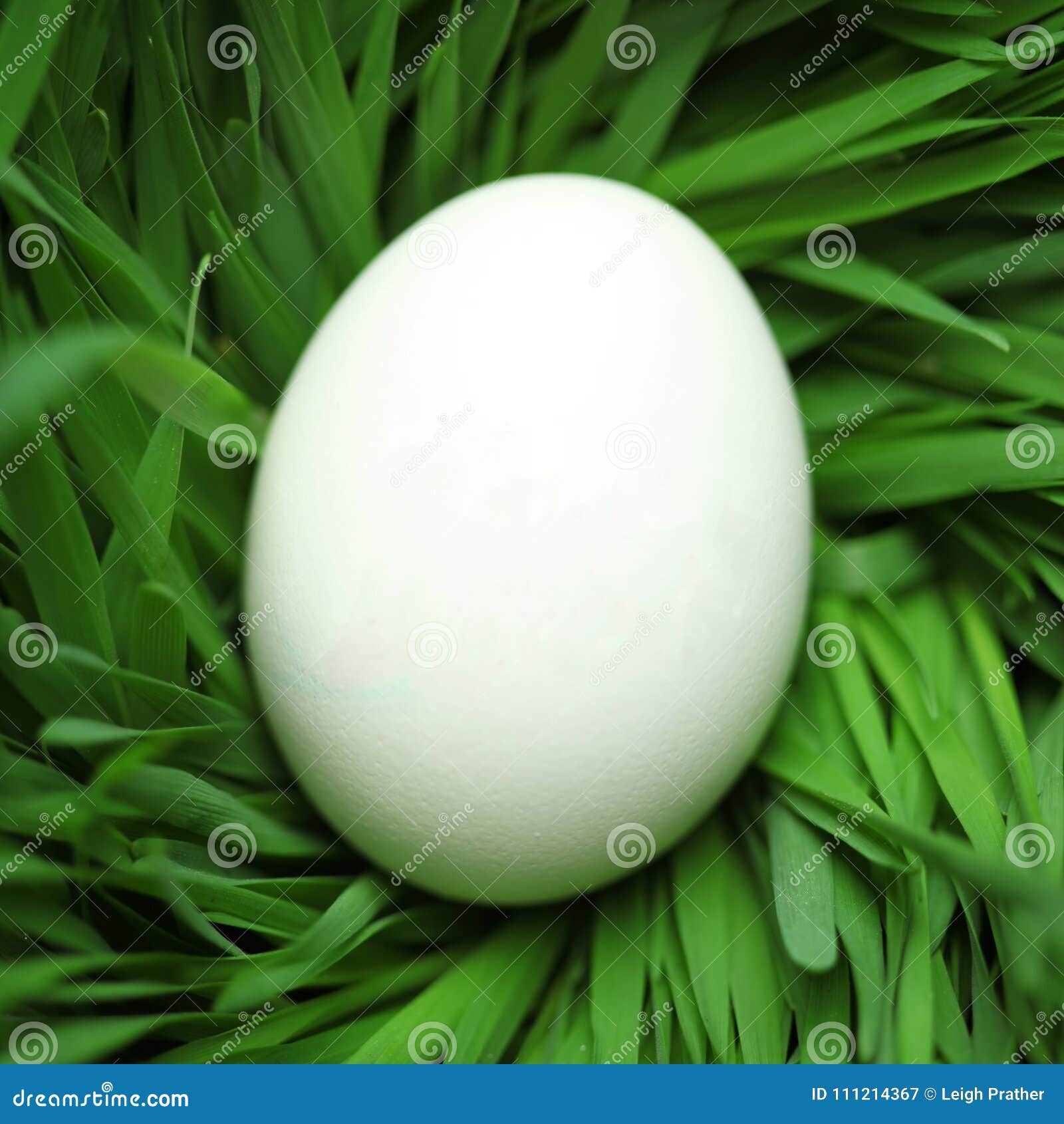 My Image 33