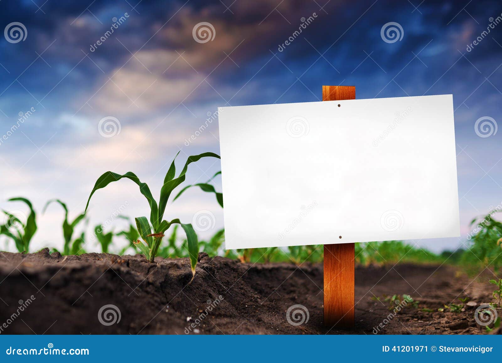 blank sign in corn agricultural field