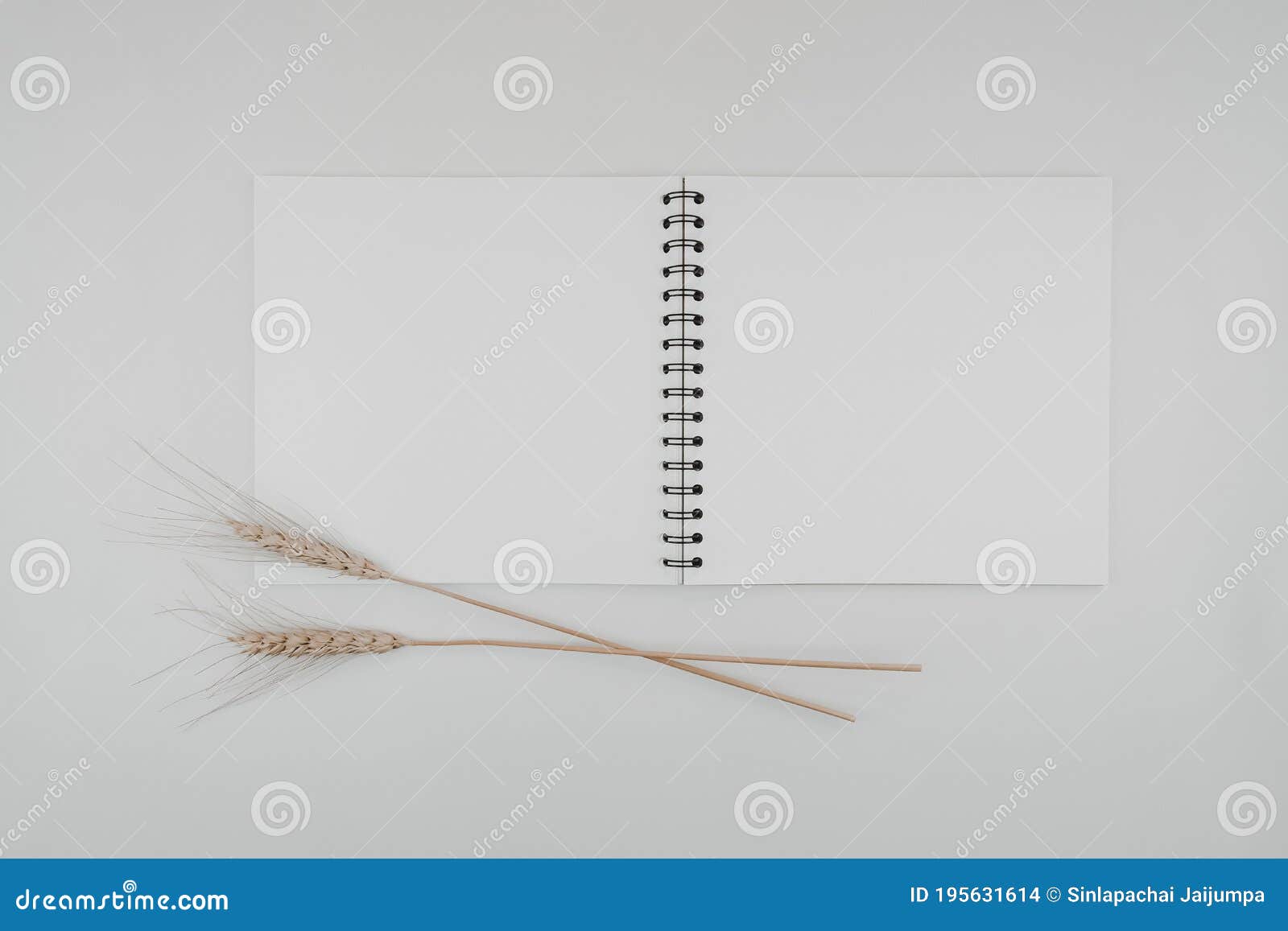 blank spiral bound sketchbook or journal or diary with barley dry flower. mock-up of stationary. top view of empty drawing book on