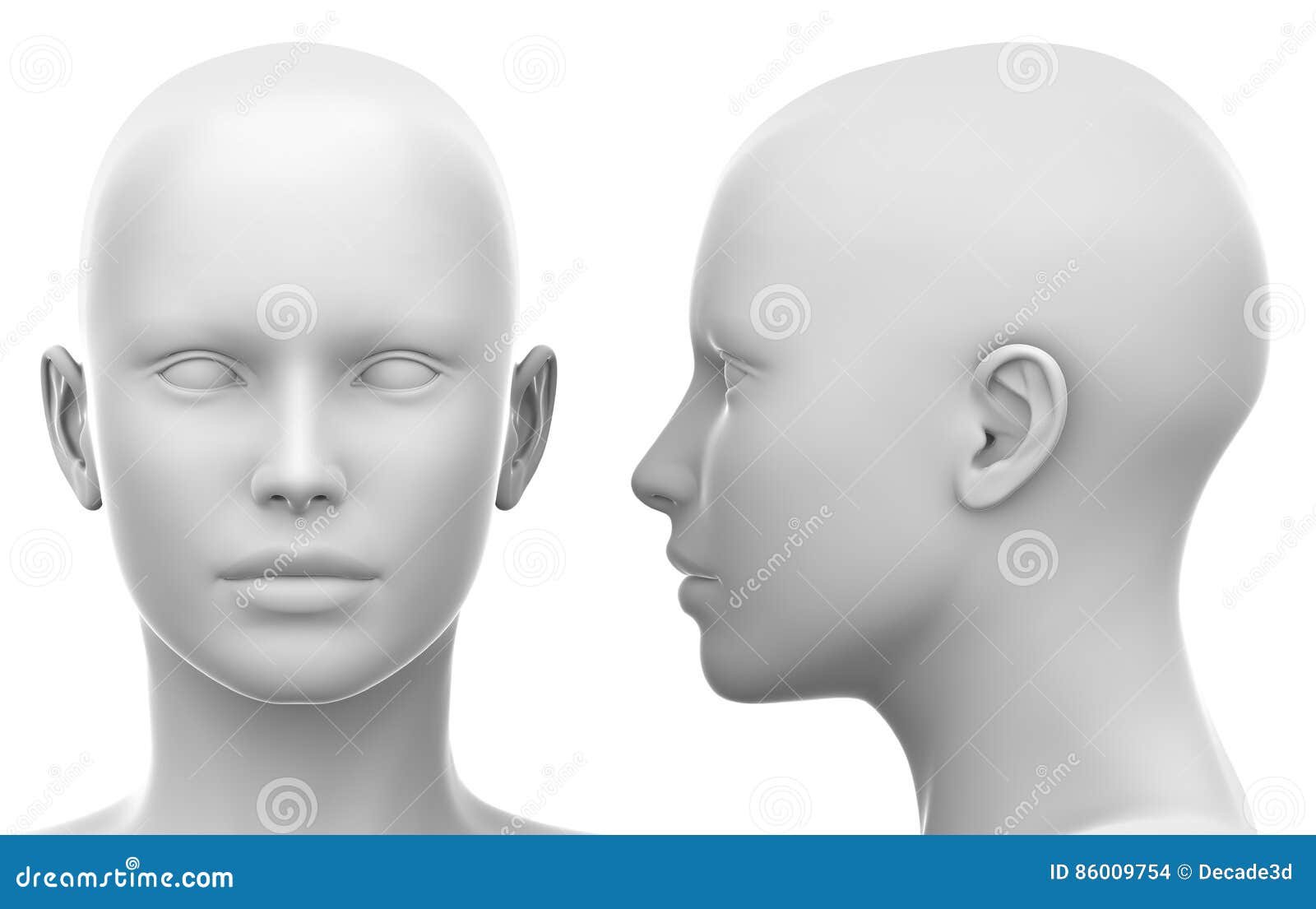blank white female head - side and front view