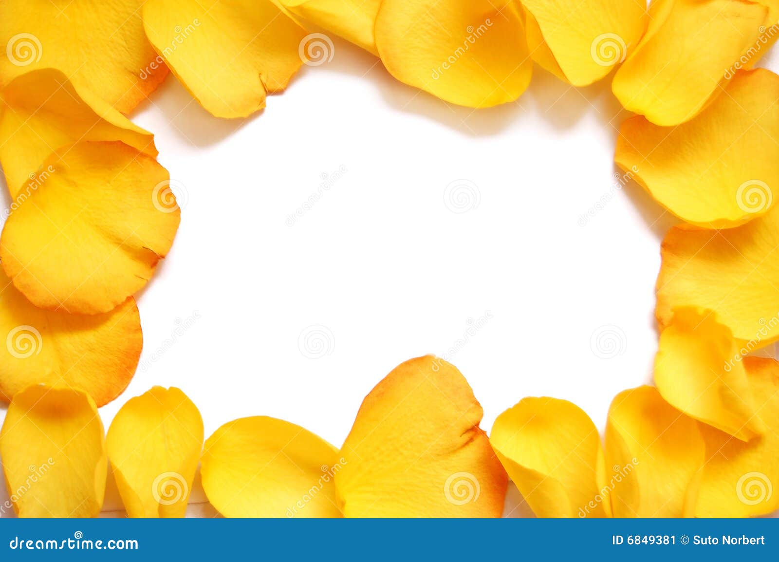 Blank White Gift Card on a Bed of Yellow Rose Peta Stock Image Image