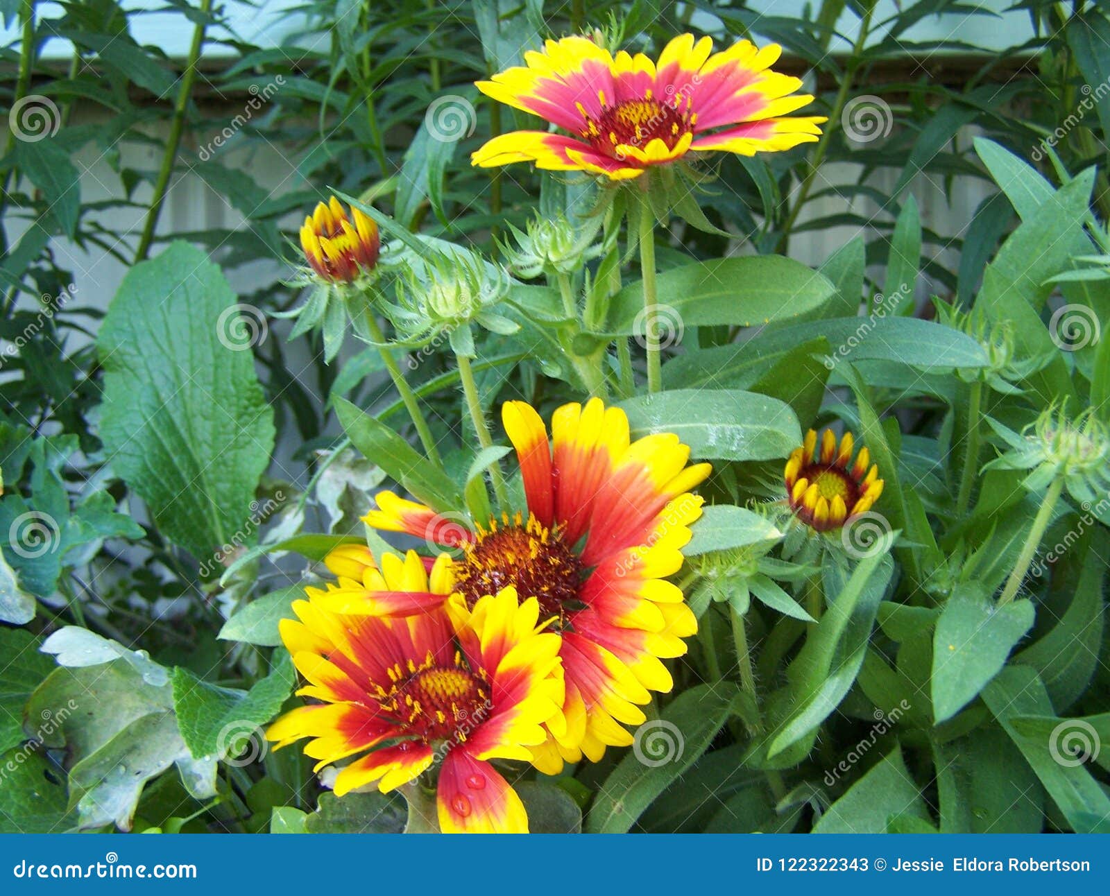 Blanket flower blooming stock image. Image of flower 122322343