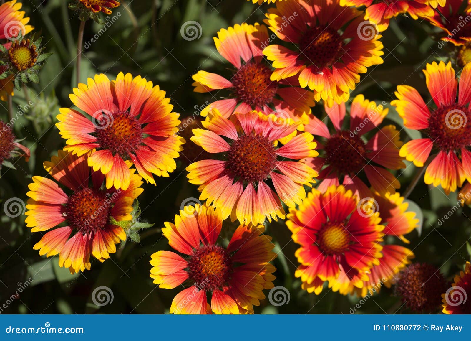 Blanket Flowers Gaillarda Arizona Sun Stock Photo Image of gaillardia