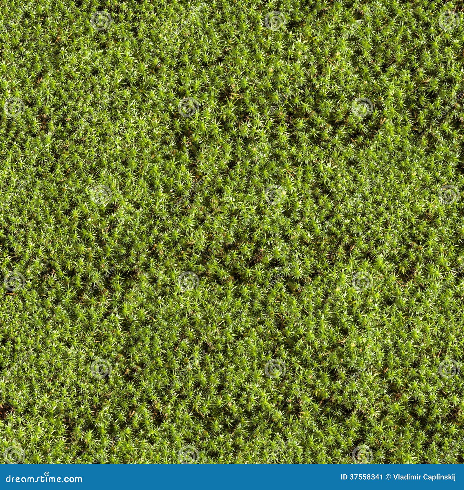 Blanket of moss stock image. Image of autumn, abstract 37558341