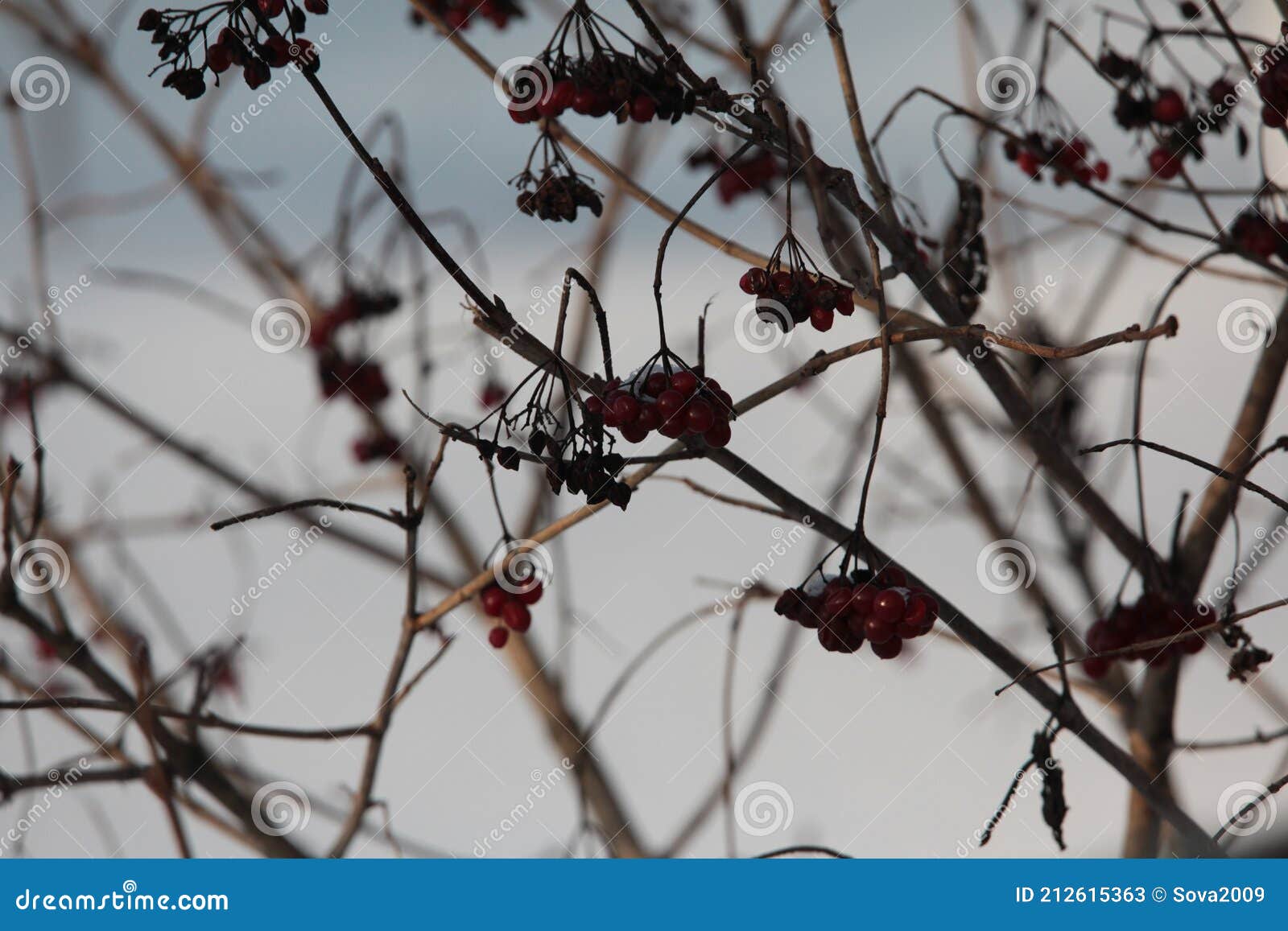 Blanket of snow stock image. Image of cold, pine, print - 212615363