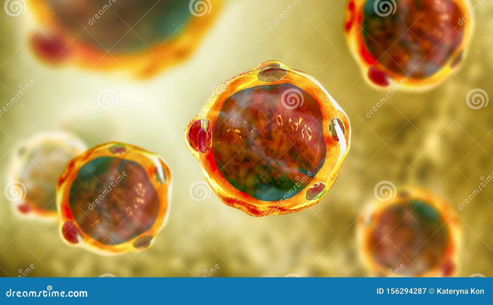 blastocystis hominis parazit)