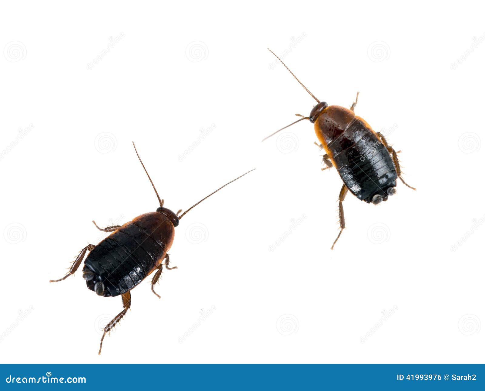 Cockroaches On White Background Royalty-Free Stock Image ...