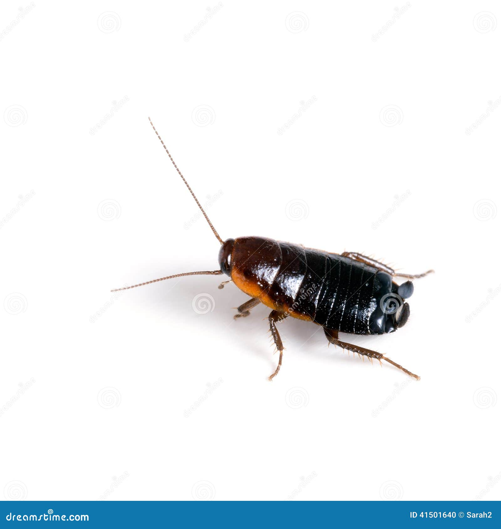 Blatta Orientalis - Female Black Cockroach Aka Oriental Stock Photo ...