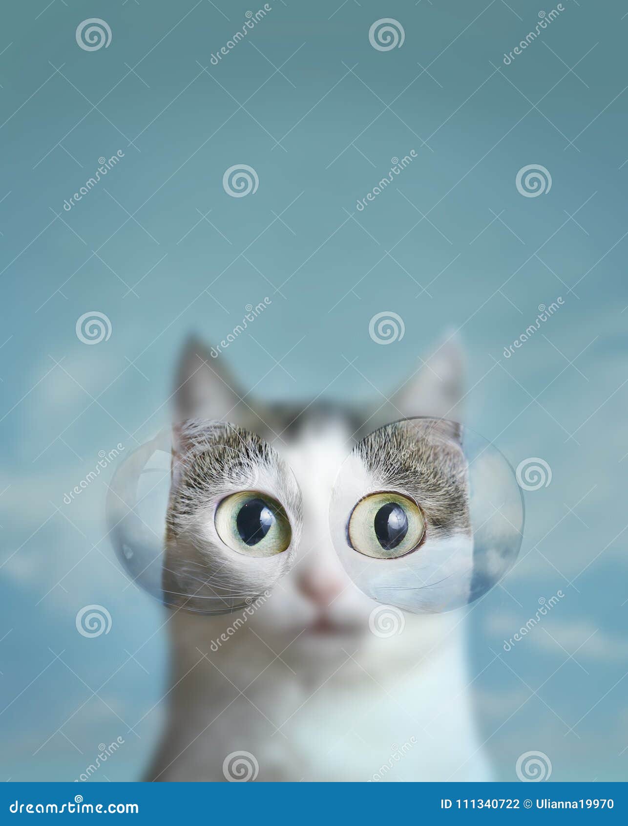 Blauäugige Katze Mit Kontaktlinse Hintergrund Des Bewölkten Himmels Stockfoto - Bild von objektiv, 111340722