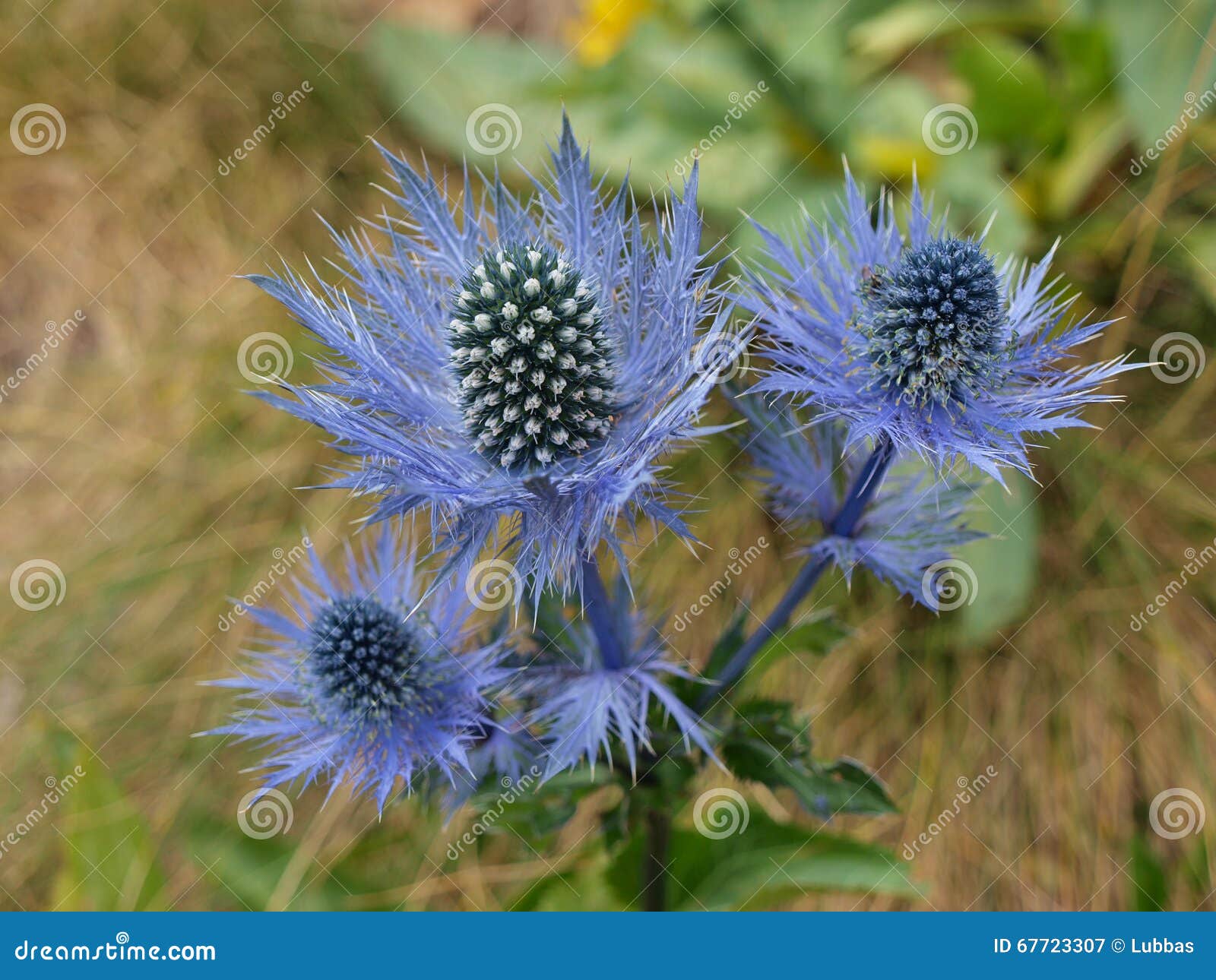 Blaue Distel Der Wilden Blume Stockfoto Bild 67723307