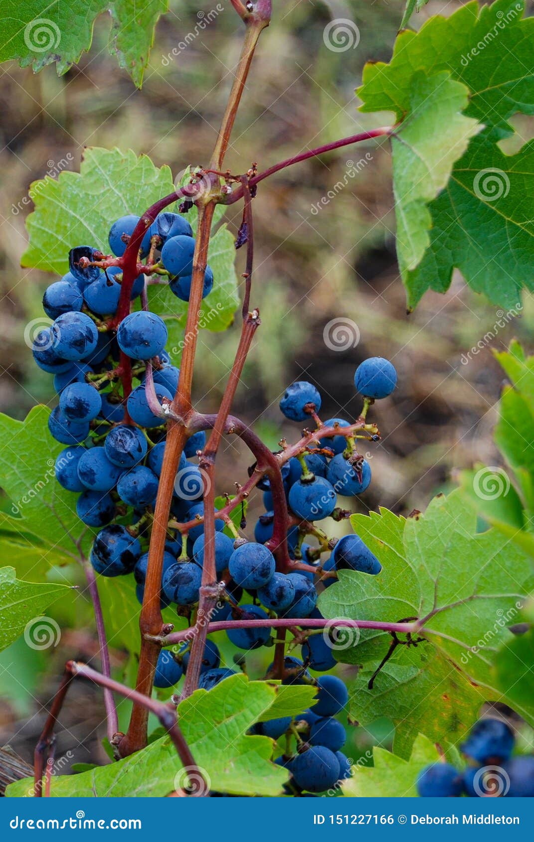 Blaue Trauben Reif Und Bereit Zur Ernte Stockfoto Bild Von Nave Baum 151227166
