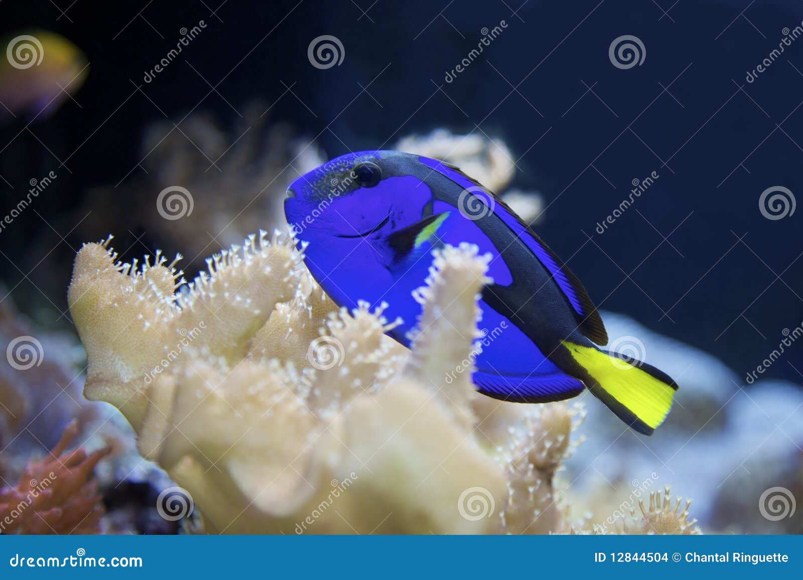 Goodwill Glasornamente - 2 Tropische Fische, 10cm, Blau-rosa-lila