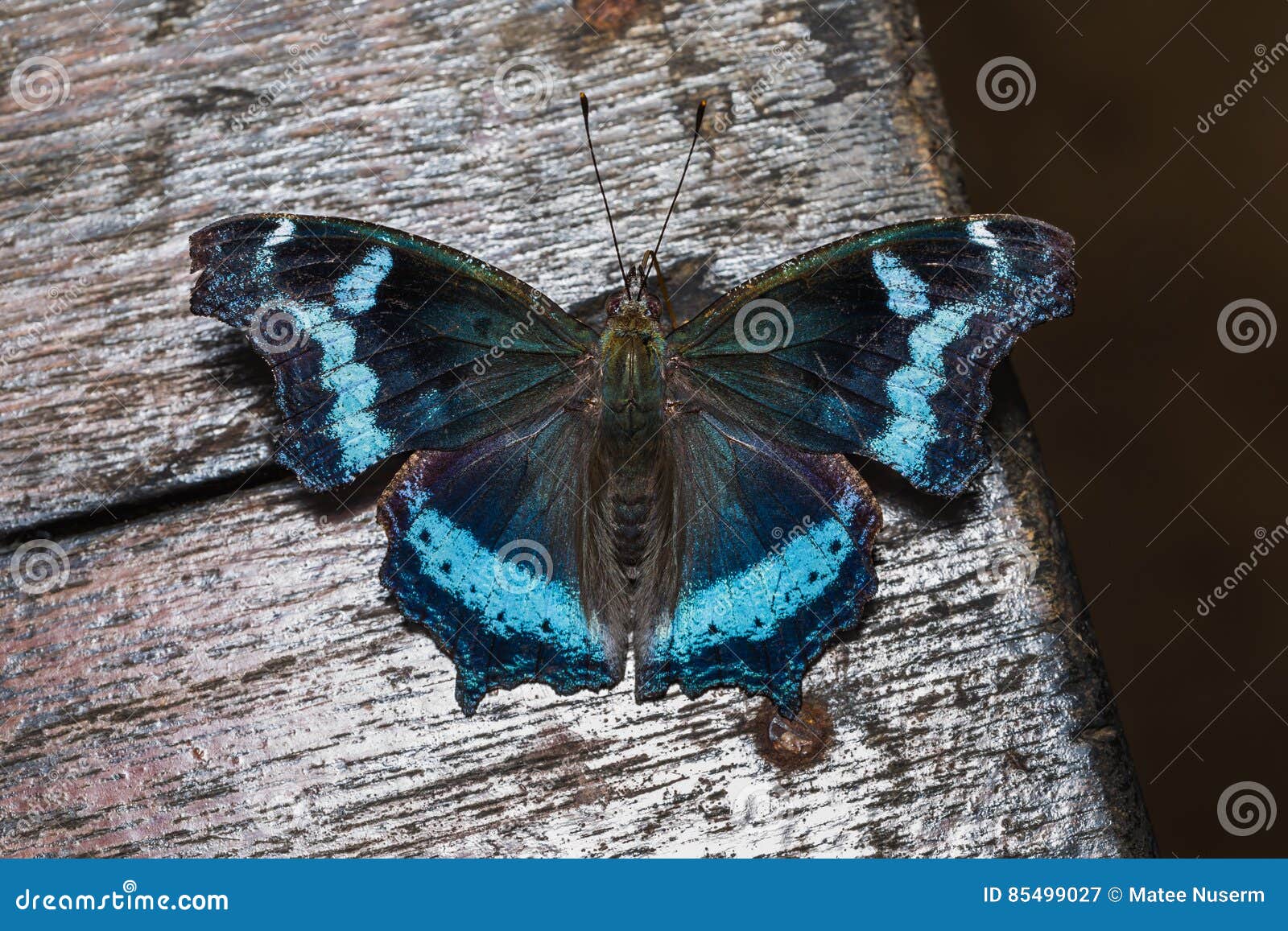 Blauer Admiralsschmetterling Stockbild Bild Von Admiralsschmetterling Blauer