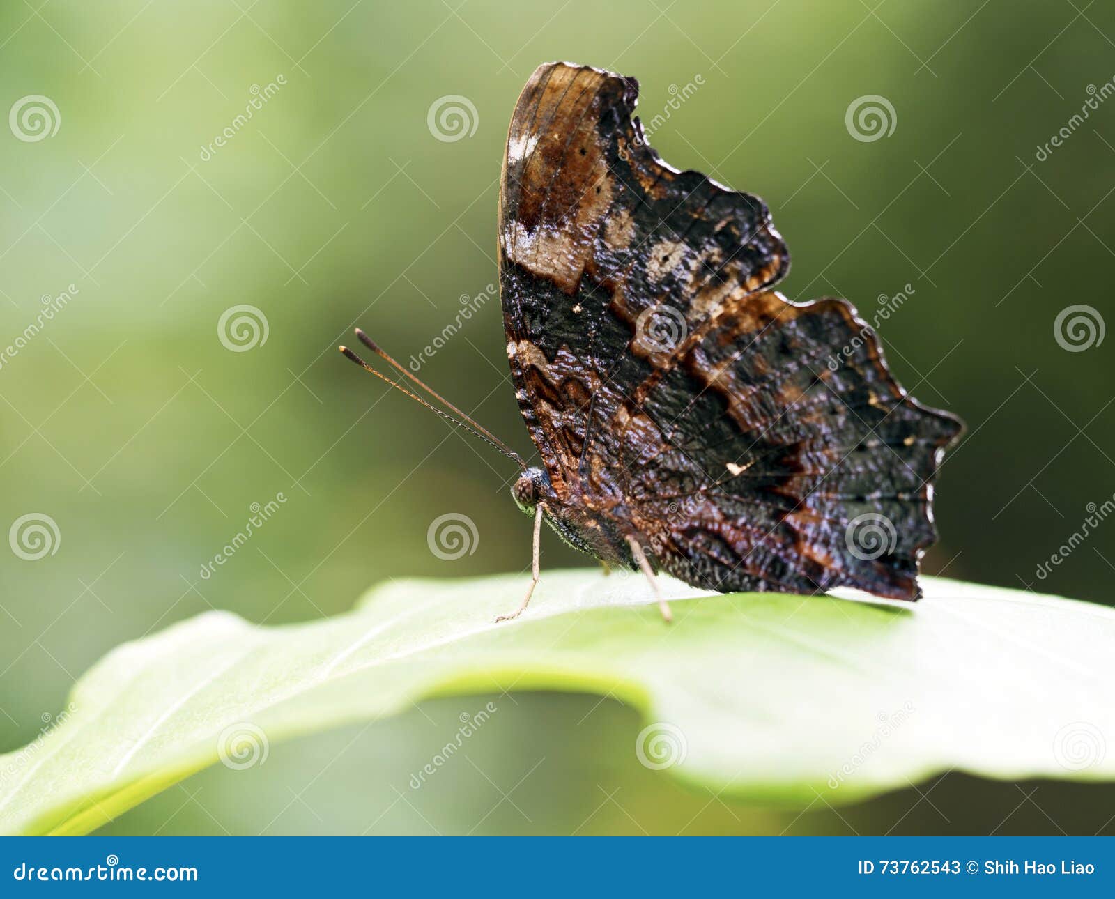 Blauer Admiralsschmetterling Kaniska Canace Stockbild Bild Von Kaniska Blauer