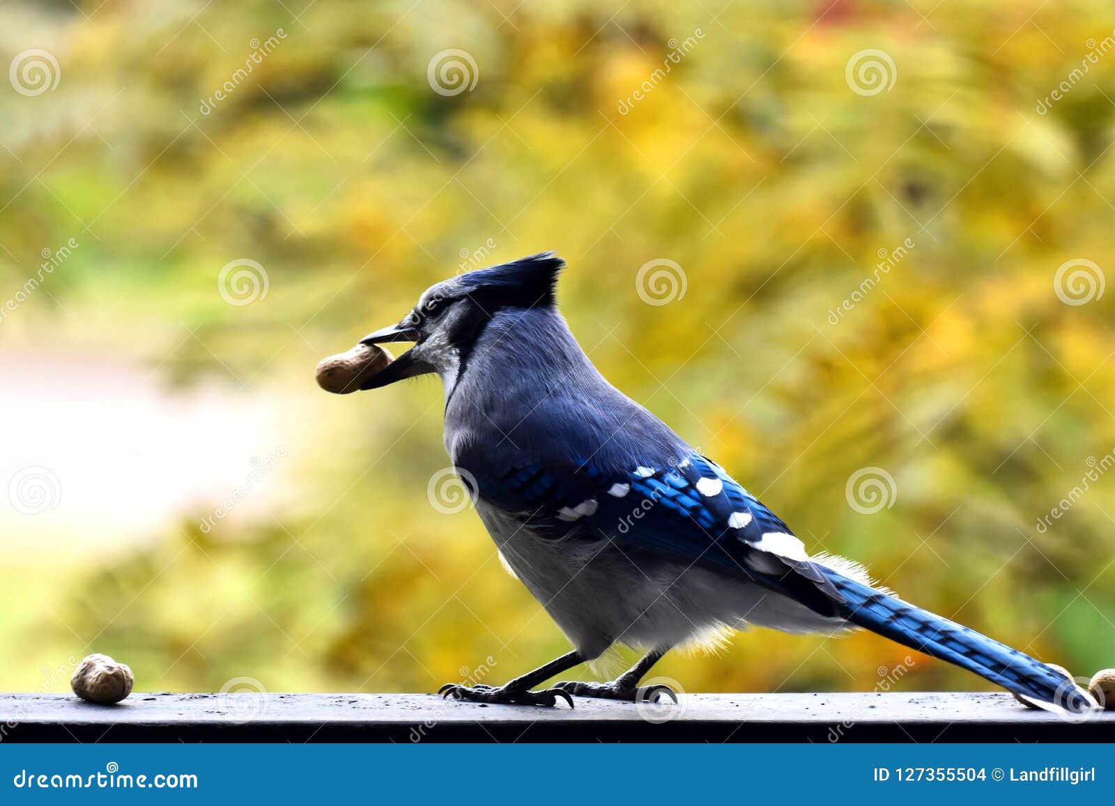 Blauer Jay Bird und Erdnuss. Ein Abschluss herauf Bild eines bunten Blauhähervogels mit einer Erdnuss in ihr ` s Schnabel