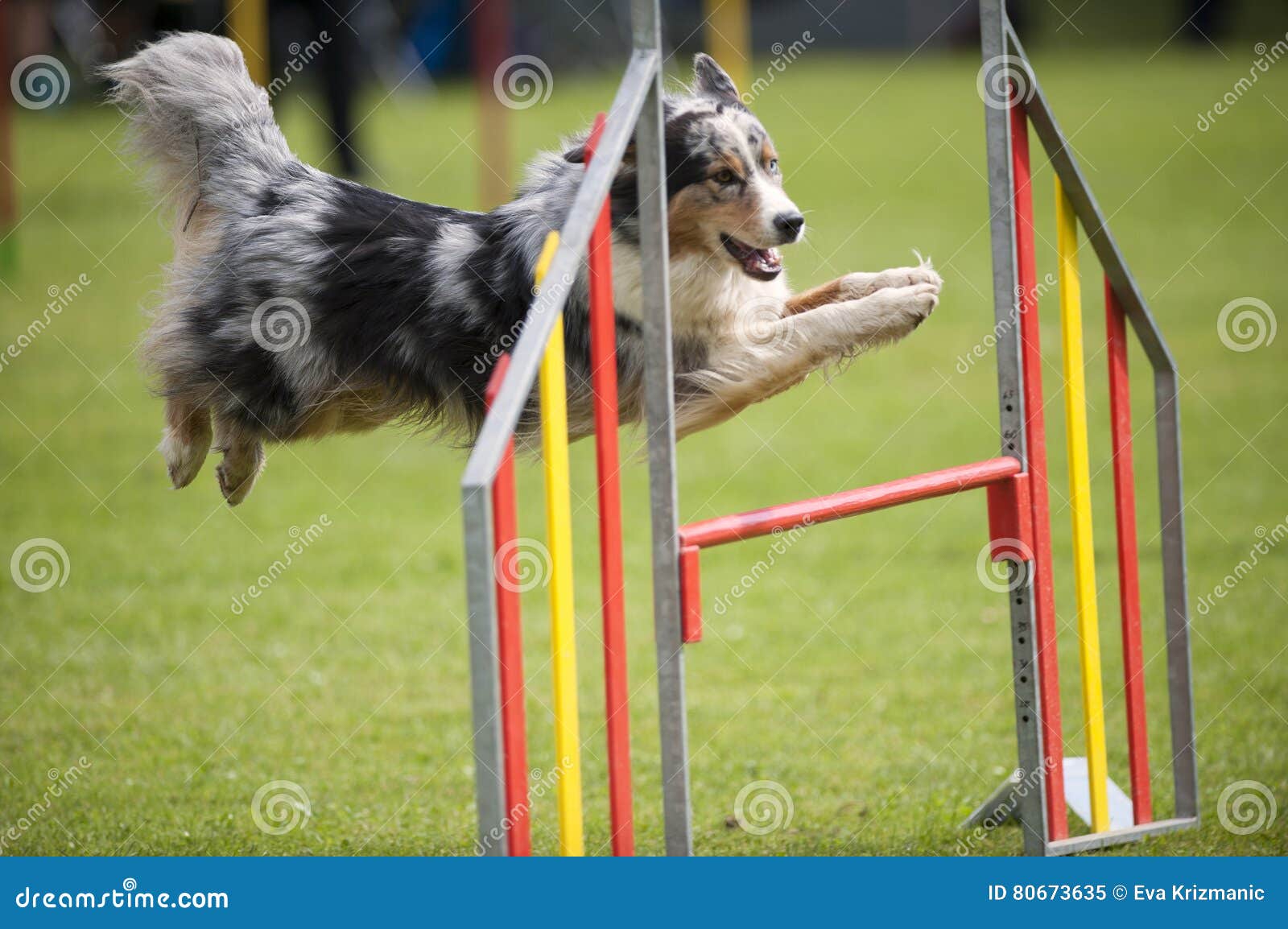 Blauer Merle Hund Auf Beweglichkeitssprung Stockbild Bild von grau