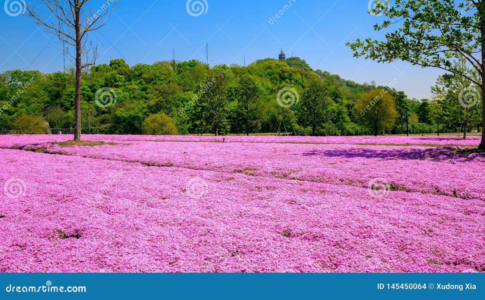 Blauer Phlox. Das blaue Flammenblume Blumen-Meer im Park